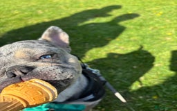 French Bulldog dogs for stud: Blue merle French bulldog for stud - Image 2