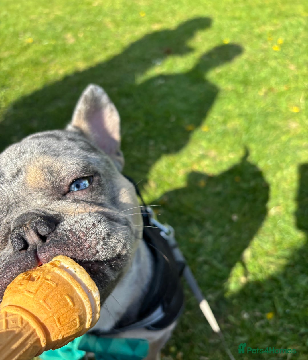 French Bulldog dogs for stud: Blue merle French bulldog for stud - Image 2