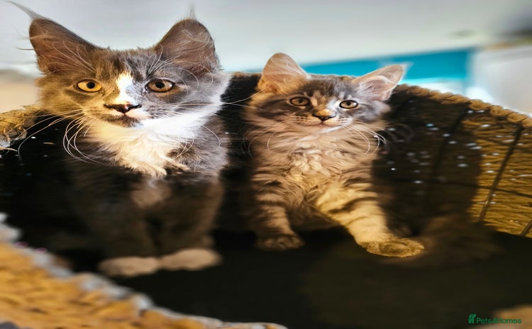 Maine Coon cats - Advert 2