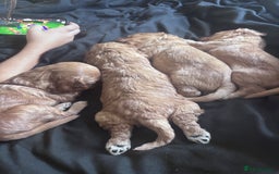 Cockapoo dogs for sale: Beautiful cockapoo baby's  - Image 5