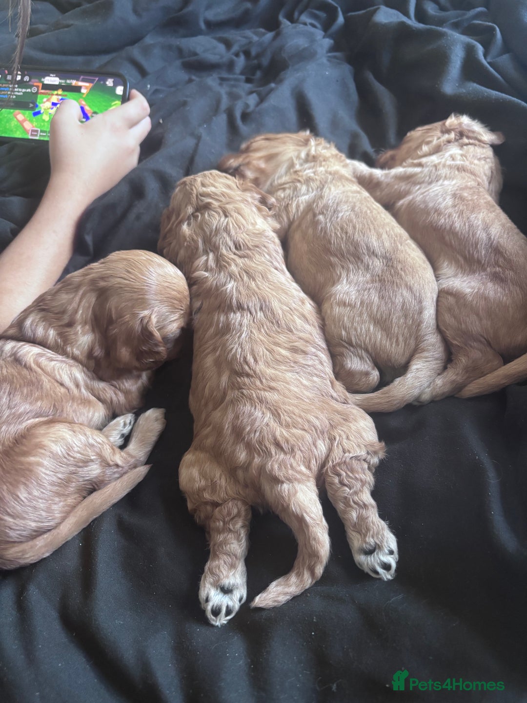 Cockapoo dogs for sale: Beautiful cockapoo baby's  - Image 5