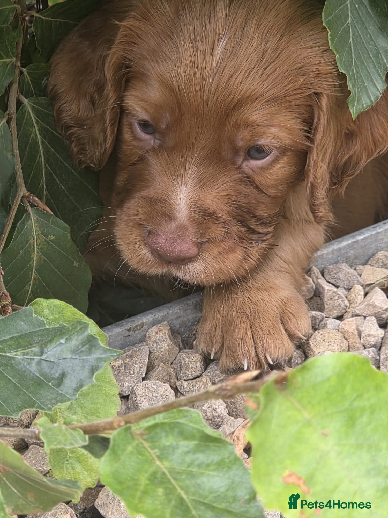 Cocker Spaniel dogs Red Working Cocker Spaniels - Advert 2