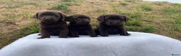 Labrador Retriever dogs for sale: 0/0 hips ⭐️ HEALTH TESTED KC REG chocolate puppies in Llanybydder - Advert 3