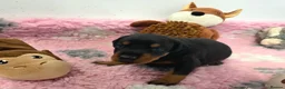 Dobermann dogs for sale: Fantastic KC Dobermann Puppies  - Advert 15