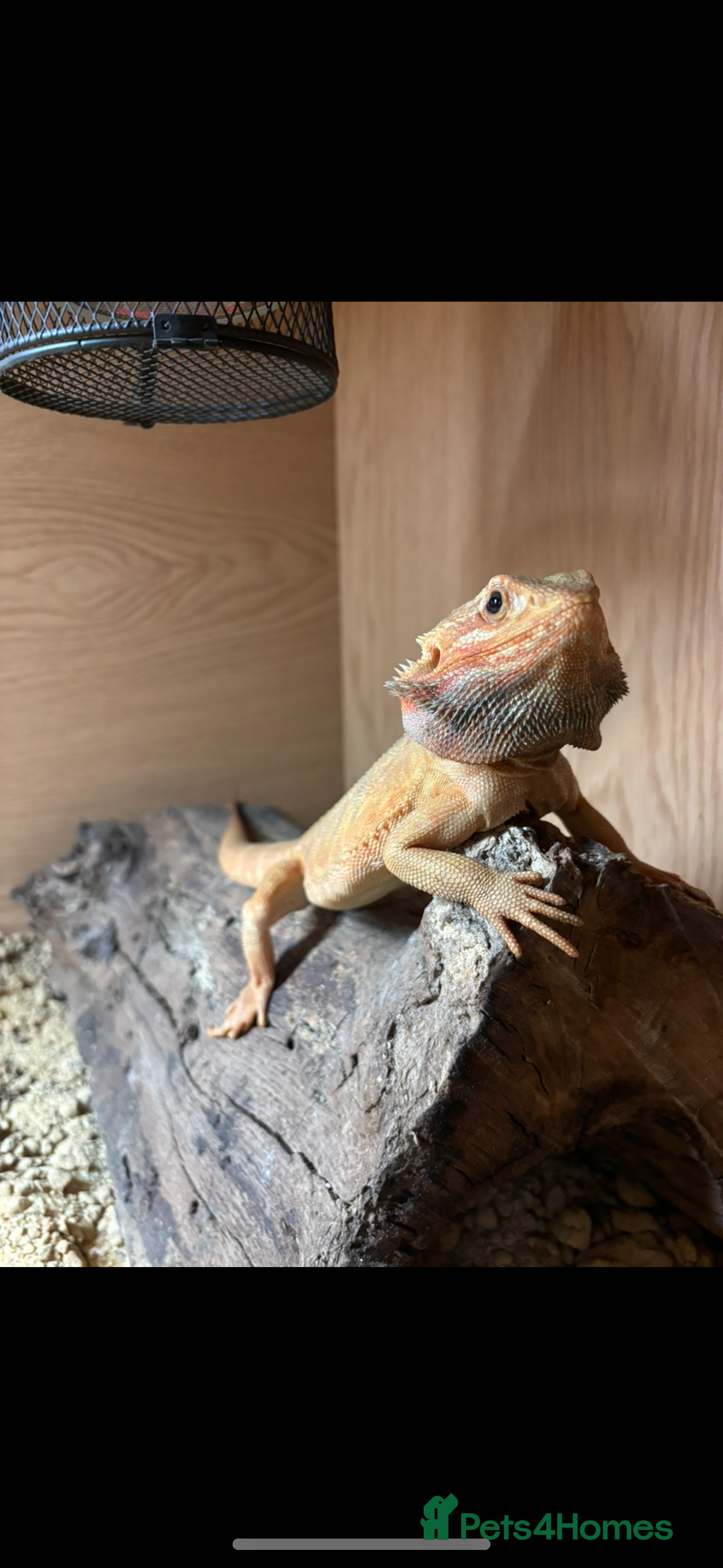 Bearded Dragon reptiles for sale: Citrus lather back male bearded dragon - Advert 3