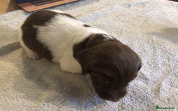 English Springer Spaniel dogs for sale: English Springer Spaniel Puppies KC Registered - Image 5