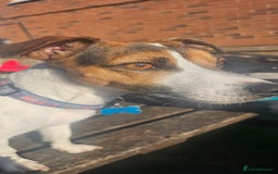 Jack Russell dogs for stud: Jack Russell Dog for Stud - Image 9