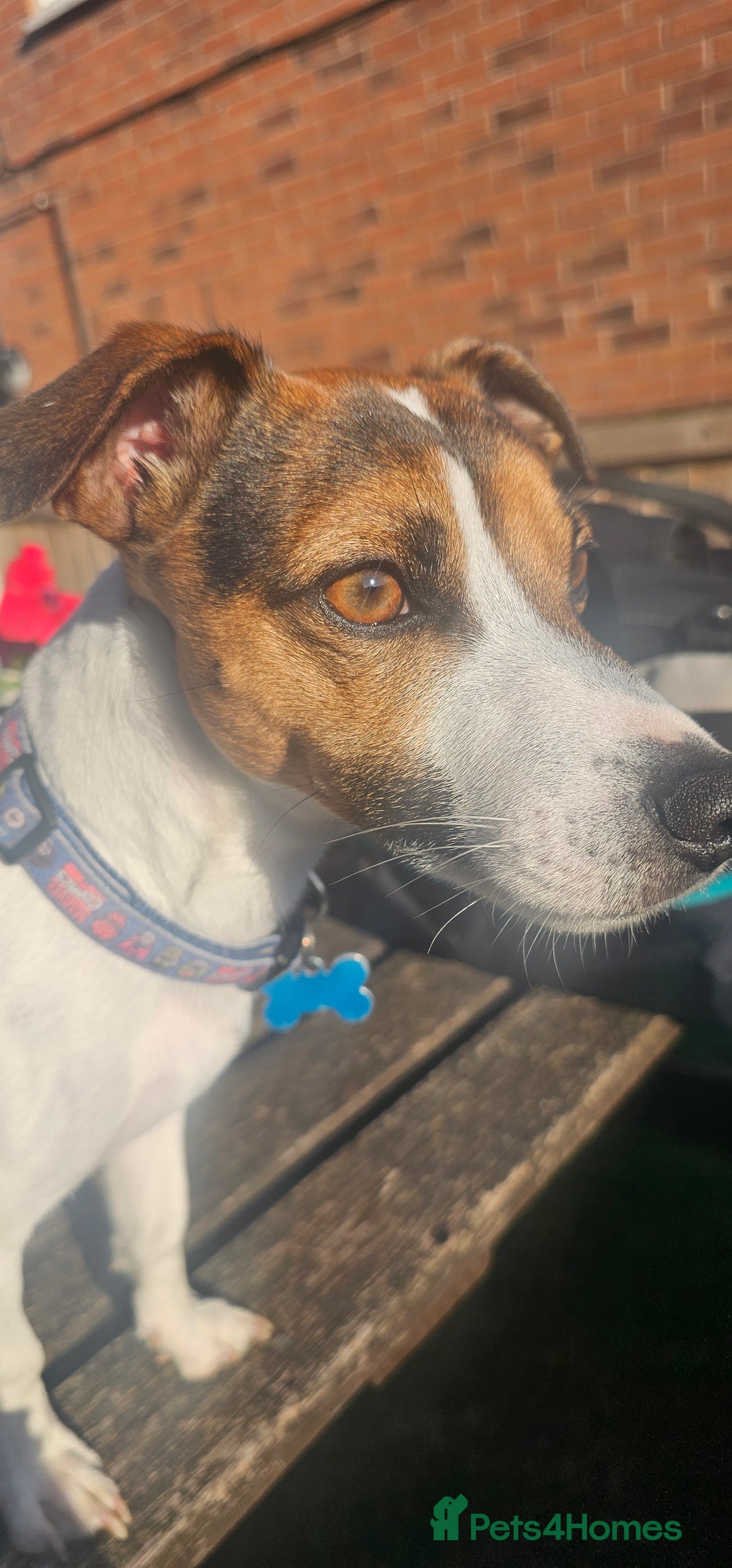 Jack Russell dogs for stud: Jack Russell Dog for Stud - Image 9