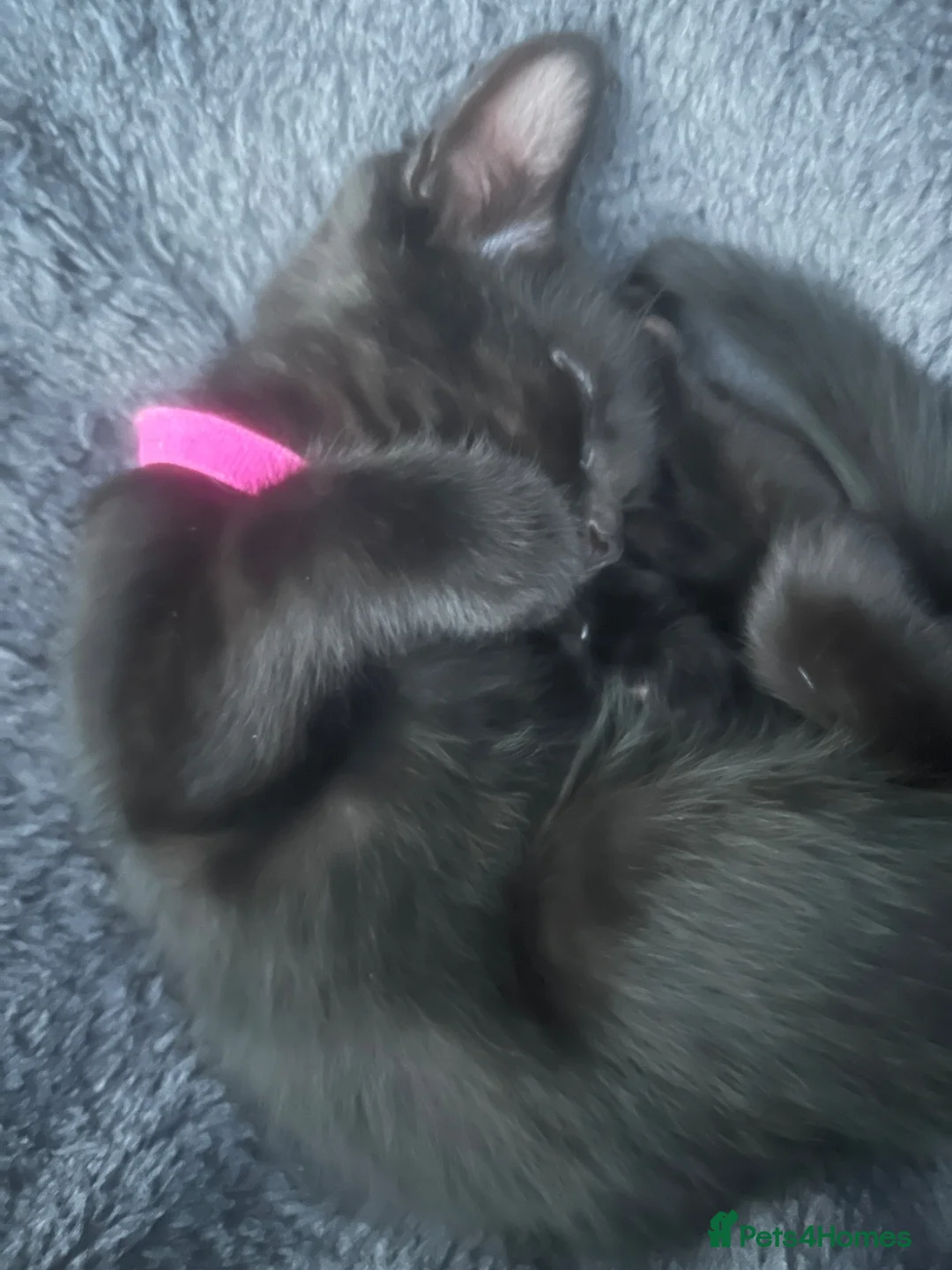 Mixed Breed cats for sale: Three beautiful kittens  - Advert 5