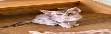 Ocicat Kitten 4