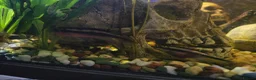 Cichlids fish for sale: Breeding pair of kribensis  in Sutton - Advert 3