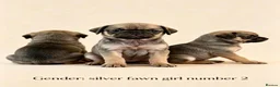 Pug dogs for sale: Rare coloured pug pups for sale  - Advert 4