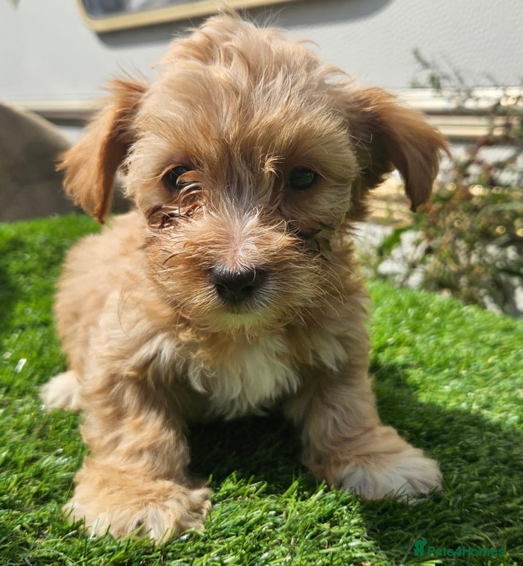 Mixed Breed dogs for sale: Mixed puppy’s  - Image 3