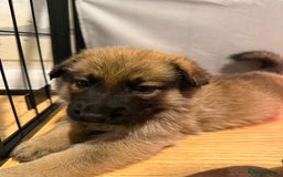 German Shepherd dogs for sale: Beautiful chunky German shepherd puppies - Image 1