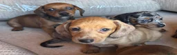 Miniature Dachshund dogs for sale: Miniature dachshunds - Advert 36