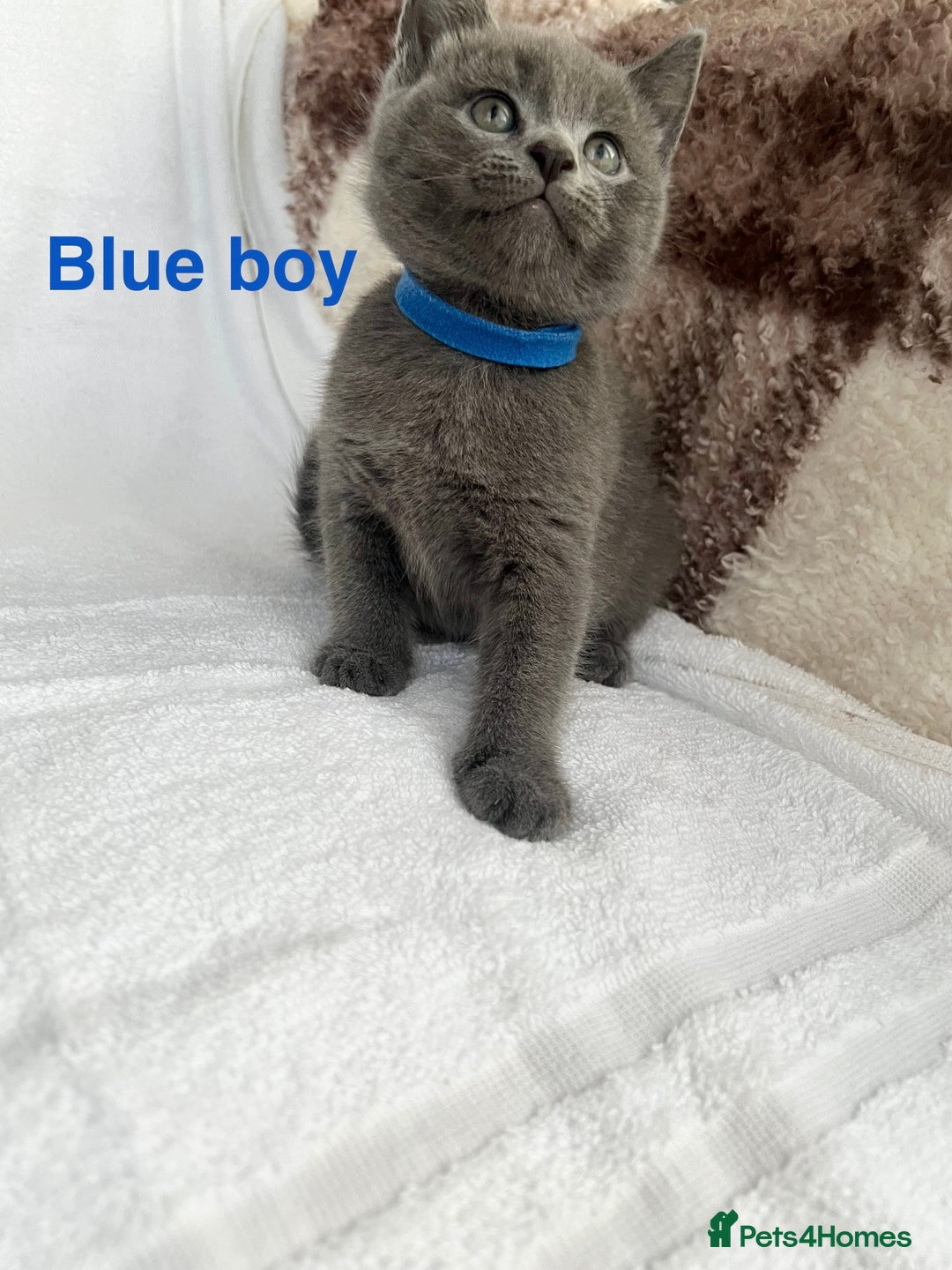 Mixed Breed cats for sale: Russian blue&British shorthair kittens  - Image 7
