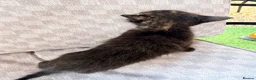 Mixed Breed cats for sale: Female tri colour kitten  - Advert 10