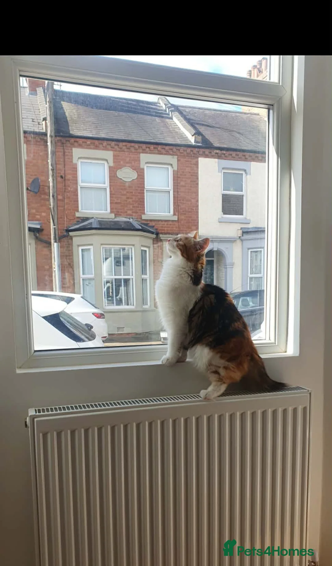 Maine Coon cats for sale: Maine coon mixed lovely kittens  in Northampton - Advert 11