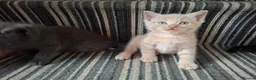 Maine Coon cats for sale: 5 MAINE COON CROSS KITTENS - 3 LEFT - Advert 8