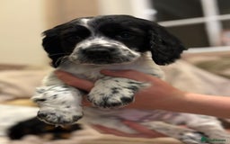 Cocker Spaniel dogs for sale: Goregous Working Cocker Spaniel Girl Pup - Image 3