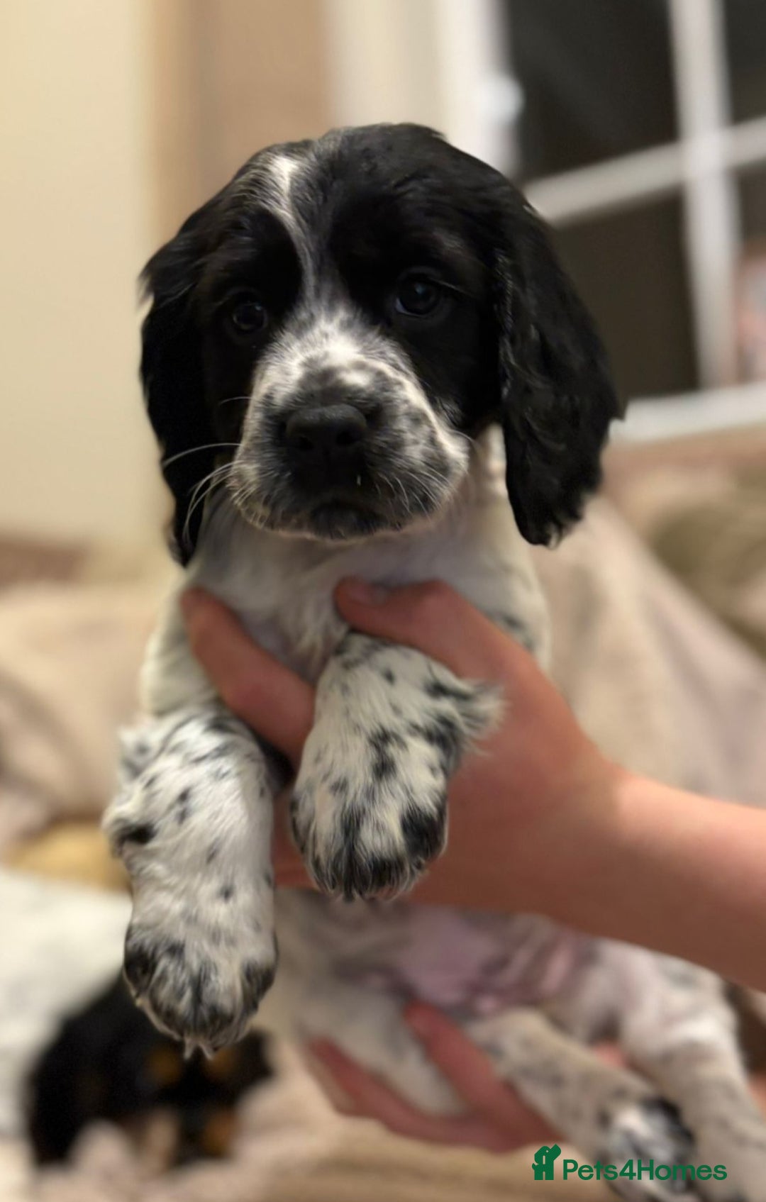 Cocker Spaniel dogs for sale: Goregous Working Cocker Spaniel Girl Pup - Image 3