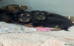 Miniature Dachshund dogs for sale: Longhair mini dachshund  - Advert 2