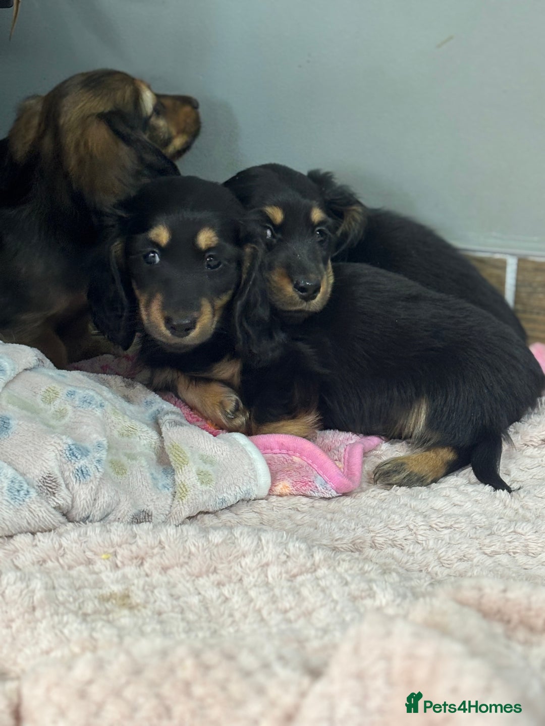 Miniature Dachshund dogs for sale: Longhair mini dachshund  - Advert 2