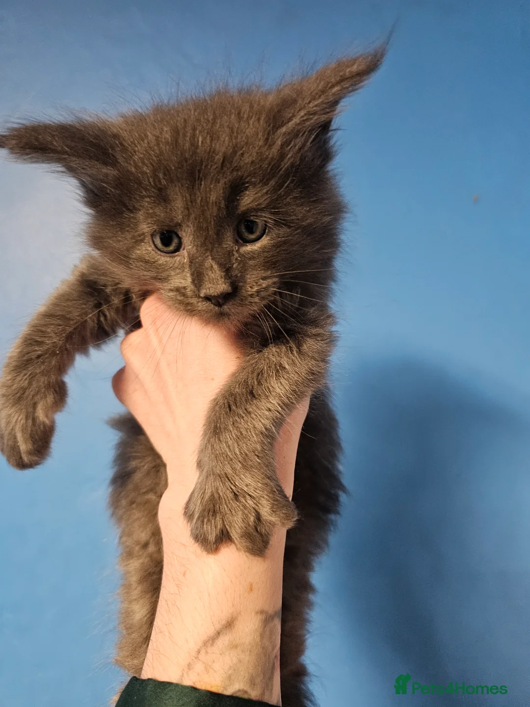 Maine Coon cats for sale: Blue Maine Coon Kittens in Dover - Advert 8