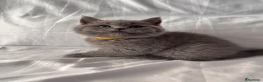 British Shorthair 3