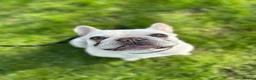 French Bulldog dogs for sale: Adorable little boy - Advert 13