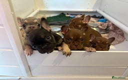 French Bulldog dogs for sale: MICRO LINES French bulldog boy HEAVILY REDUCED  - Image 17