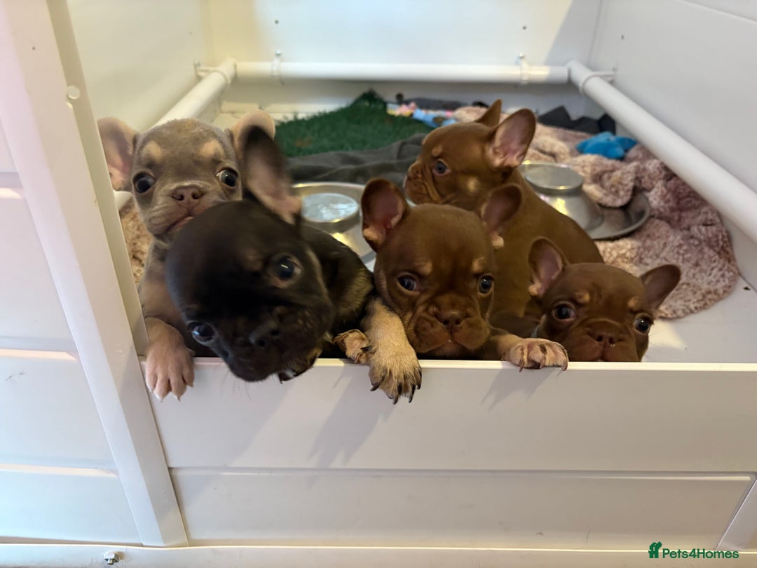 French Bulldog dogs for sale: MICRO LINES French bulldog boy HEAVILY REDUCED  - Image 17