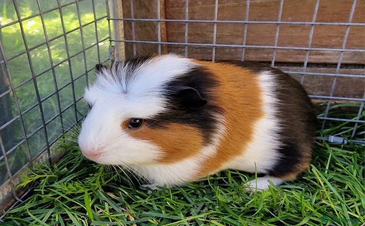 Guinea Pig rodents - Advert 1
