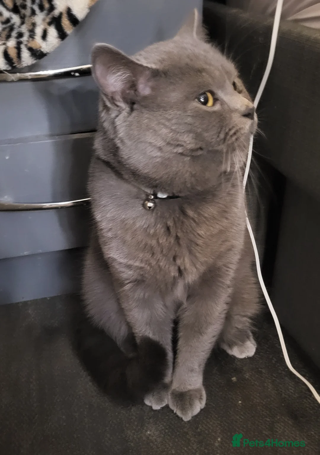 British Shorthair cats for sale: Blue British Shorthair  - Advert 1