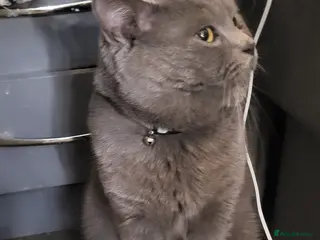 British Shorthair cats Blue British Shorthair - Advert 3