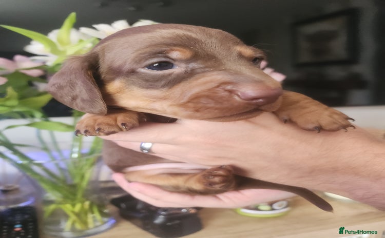 Miniature Dachshund dogs - Advert 7