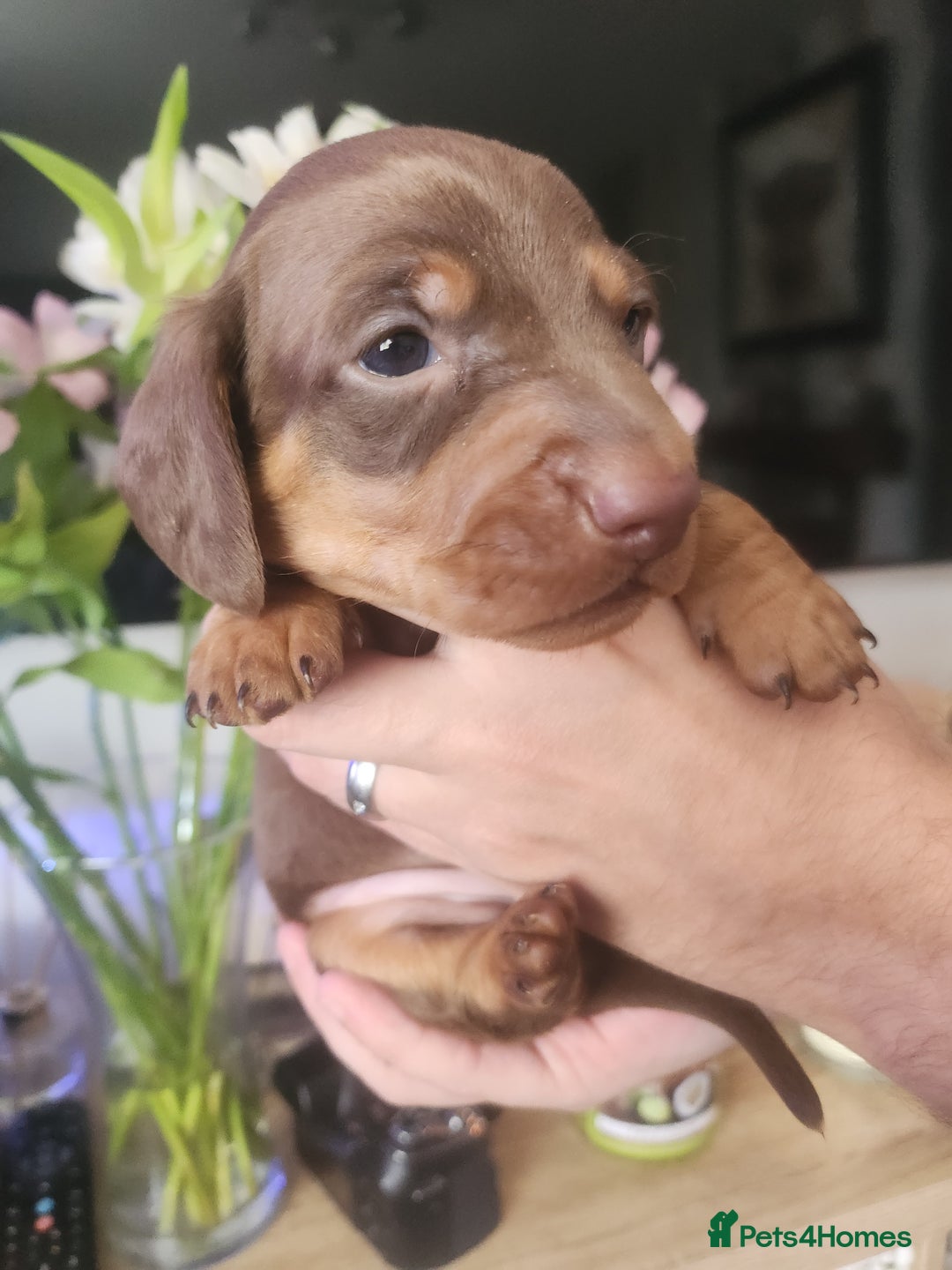 Miniature Dachshund dogs for sale: Chocolate and Tan mini dachshund  - Image 2