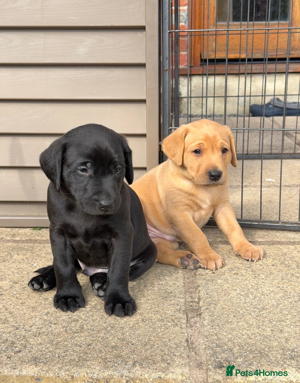 Labrador Retriever dogs 🐾 NEW PICTURES KC Reg Labrador Puppies 🐾 - Advert 6