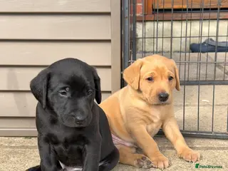 Labrador Retriever dogs 🐾 NEW PICTURES KC Reg Labrador Puppies 🐾 - Advert 6