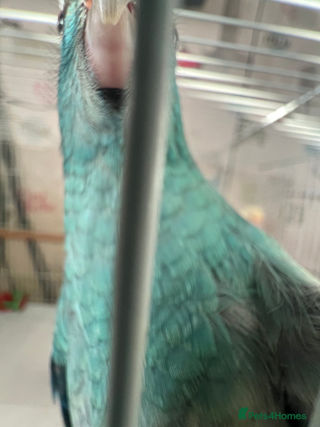 Parakeets birds for sale: Young female kakariki  - Advert 23