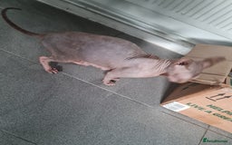 Mixed Breed cats for sale: Ragdoll x Sphynx Kittens - Image 8