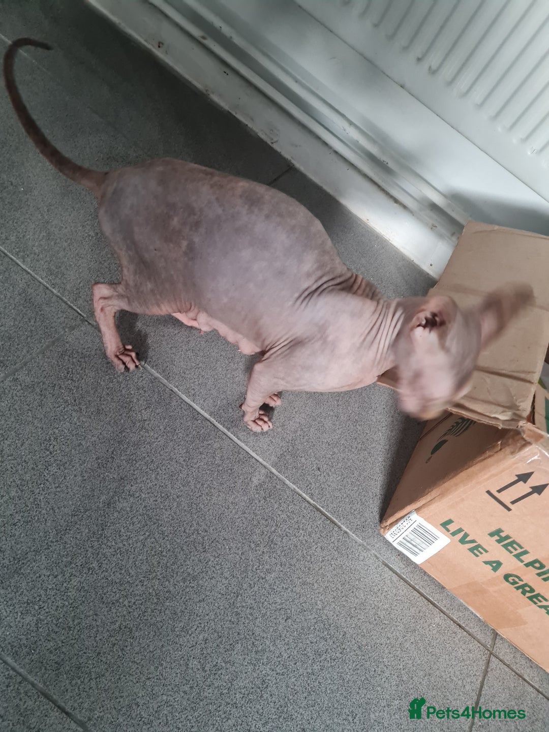 Mixed Breed cats for sale: Ragdoll x Sphynx Kittens - Image 8