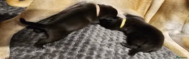 Pug 8