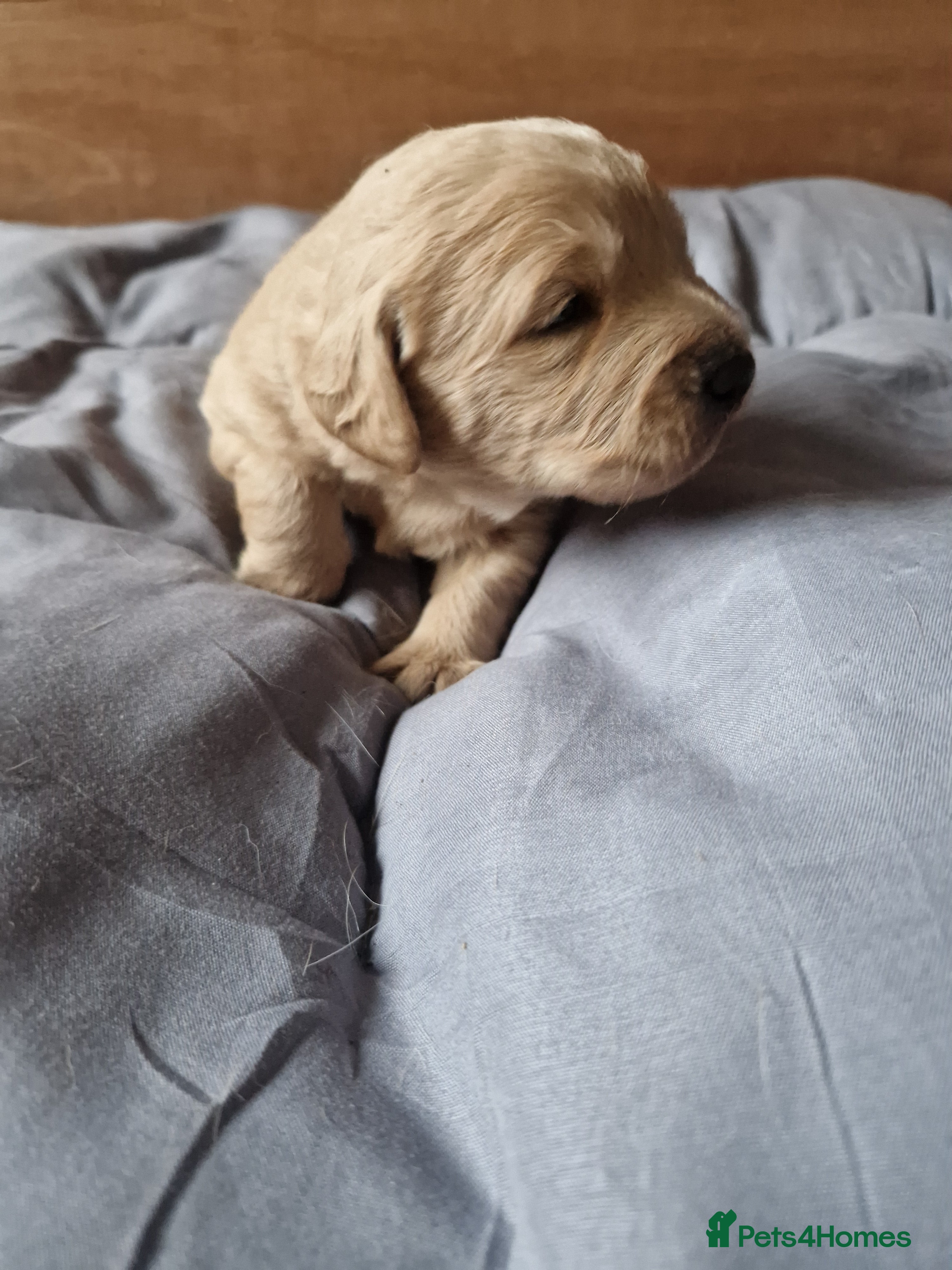 Labradoodle dogs 1 labradoodle boy left - Advert 1