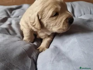 Labradoodle dogs 1 labradoodle boy left - Advert 1