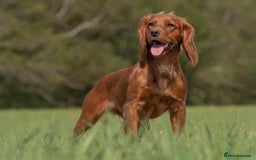 Cocker Spaniel dogs for sale: Ruby Red Cockers - Image 3