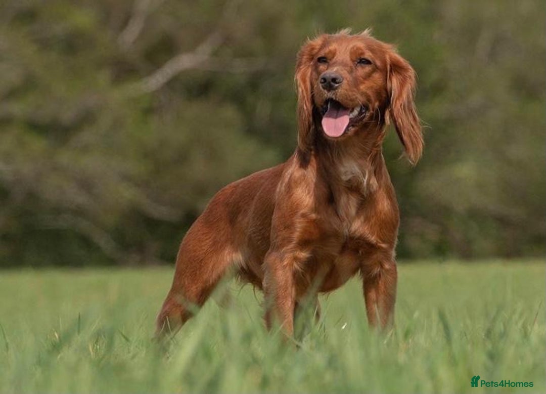 Cocker Spaniel dogs for sale: Ruby Red Cockers - Image 3