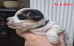 Biewer Terrier dogs for sale: Yorkshire Biewier terrier  - Advert 5