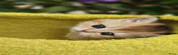 British Shorthair cats for sale: 💖 3 Stunning Golden Kittens 💖  in Bruton - Advert 10