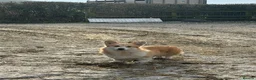 Welsh Corgi Pembroke dogs for sale: Pembrokeshire Corgi Girls in Llanwrda - Advert 1